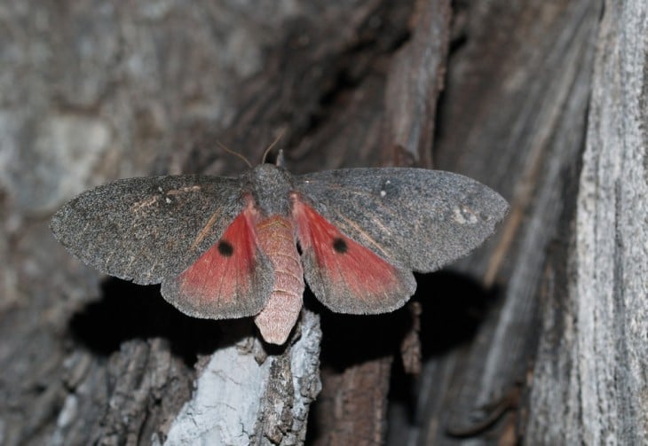 Mariposa Hubbard’s Small Silkmoth sobre ramas de un árbol seco 