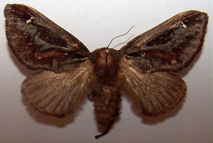 Mariposa Acharia Stimulea 