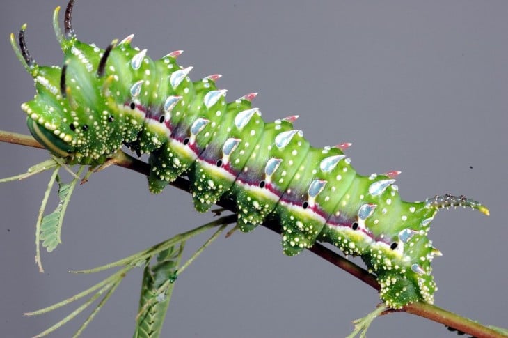 Oruga  Hubbard’s Small Silkmoth en la rama de una planta 