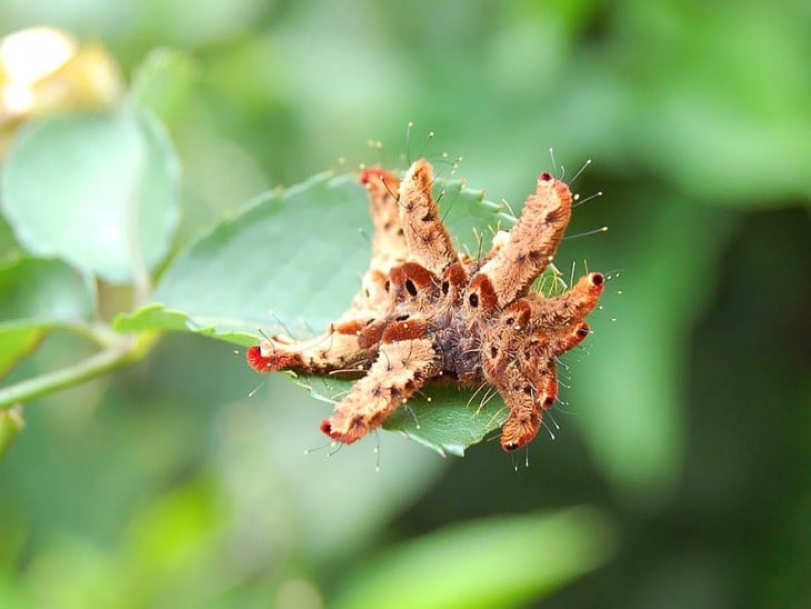 Oruga Phobetron Pithecium sobre ramas verdes 