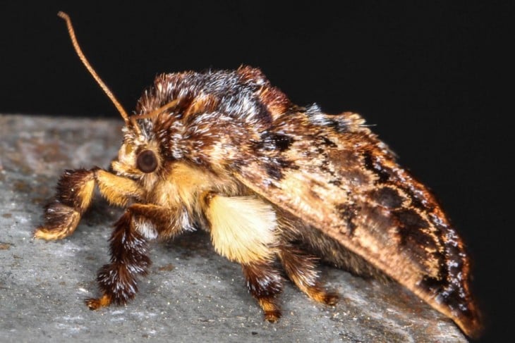 Mariposa Phobetron Pithecium sobre una piedra 