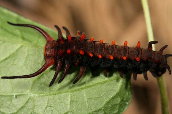 Oruga Pipevine Swallowtail  sobre una hoja verde 