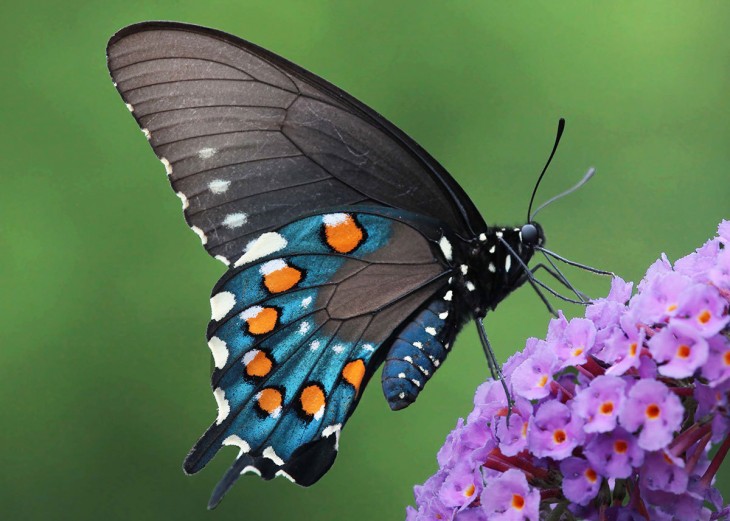 Mariposa Pipevine Swallowtail  sobre un ramito de flores violetas 