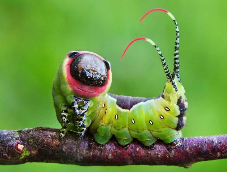 Oruga de mariposa cerura vinula sobre una rama 