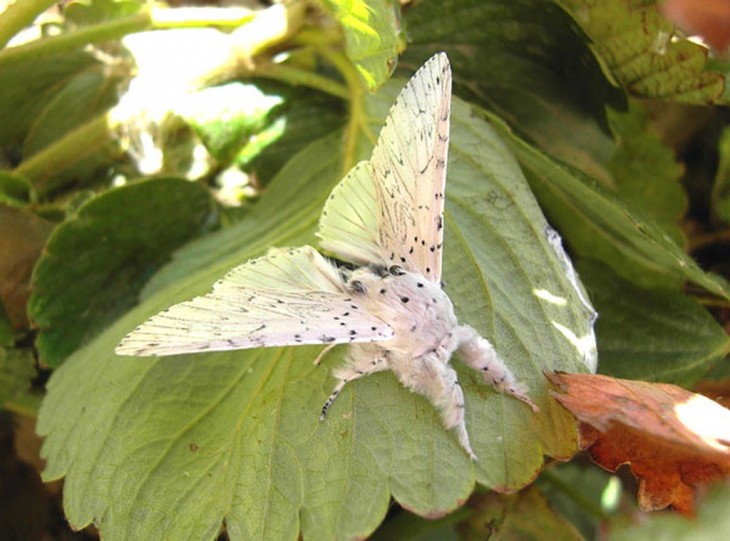 Mariposa cerura vinula sobre una hoja verde 