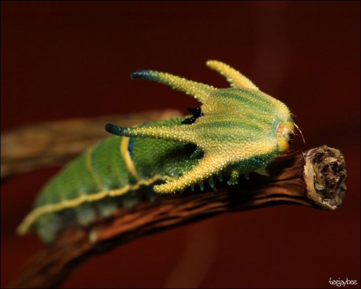 Oruga Polyura Sempronio sobre una rama 