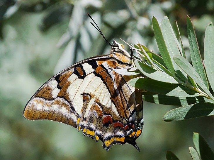 Mariposa Polyura Sempronio  en unas hojas verdes 