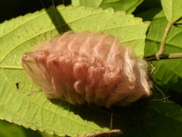 Oruga de mariposa franela sobre una hoja verde 