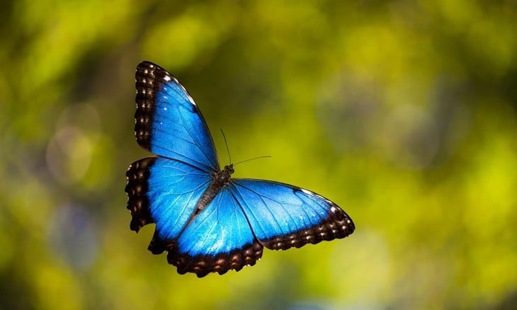 Mariposa Morpho azul volando 
