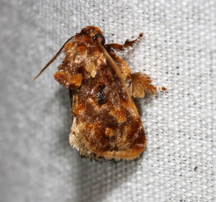 Mariposa Isochaetes Beutenmuelleri  sobre una superficie blanca 