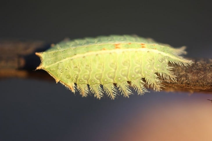 Oruga de mariposa isa textula 