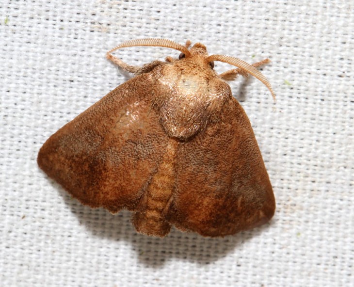 Mariposa isa textula sobre una superficie  blanca 