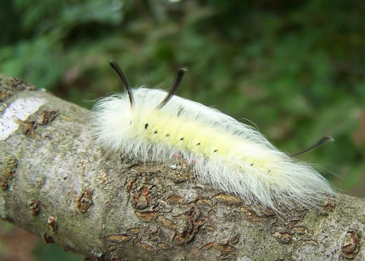 Oruga Apatelodes Spotted sobre el tronco de un árbol 