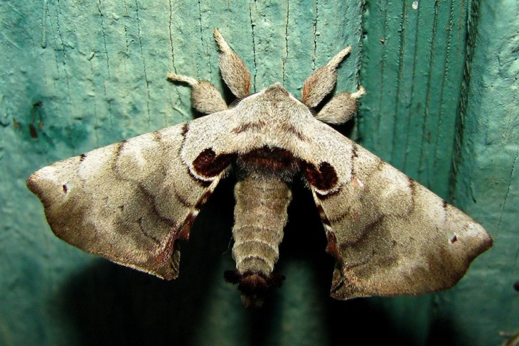 Mariposa Apatelodes Spotted sobre una superficie verde 