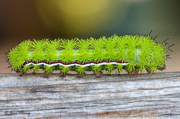 Oruga de una polilla de Io 