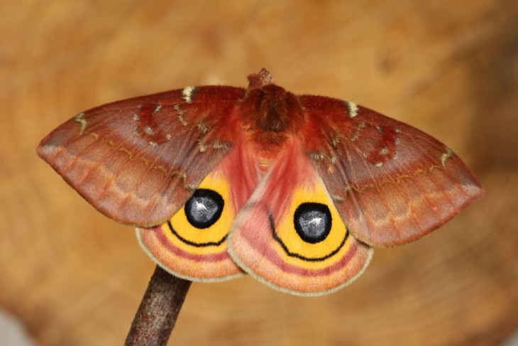 Polilla de Io en color naranja y amarillo 