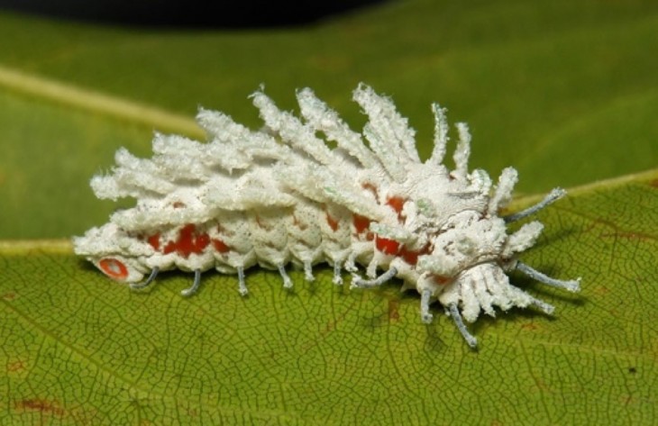 Origa Attacus Atlas 