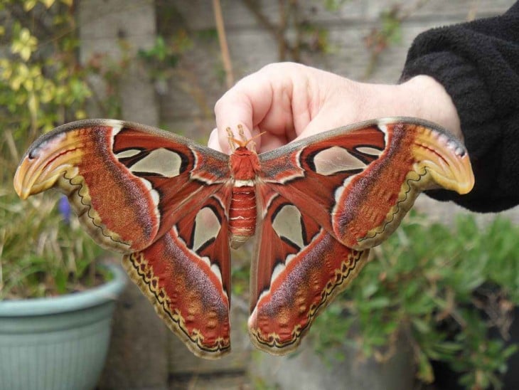 Mariposa Attacus Atlas 