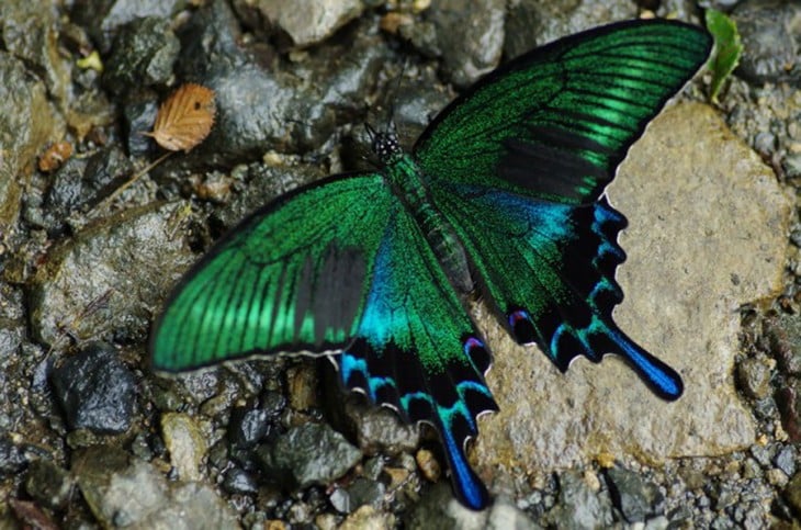 Mariposa Swallowtail  color verde con azul 