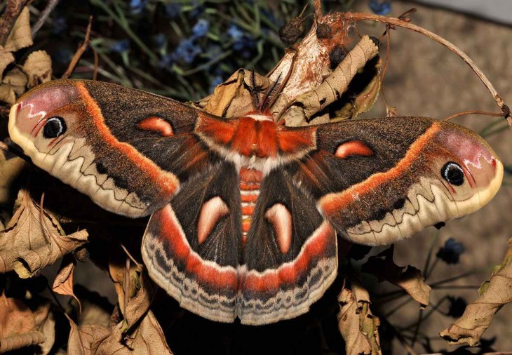 Mariposa Cecropia sobre una rama y hojas secas 