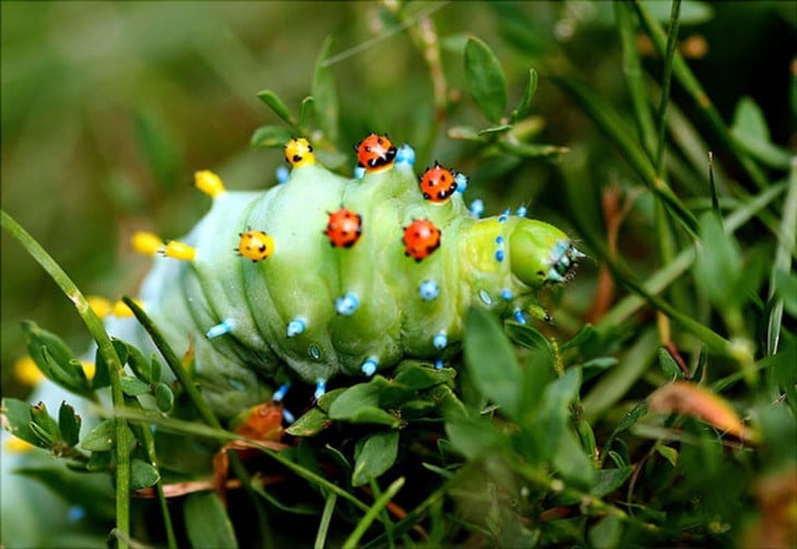 Oruga antes de convertirse en una mariposa Cecropia 