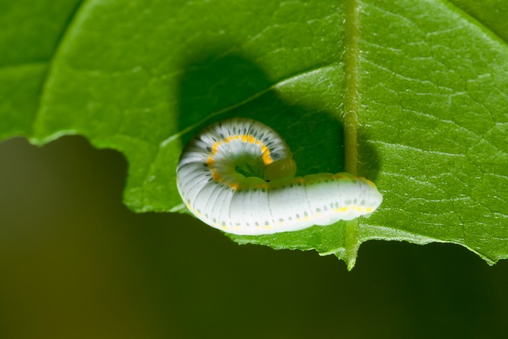 Oruga sobre una hoja verde 