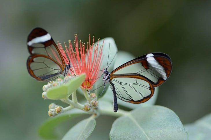Mariposa alas de cristal sobre unas hojas verdes 