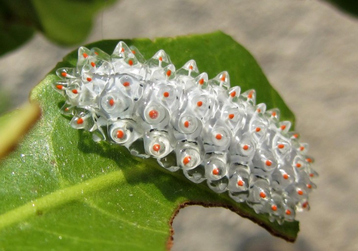 Mariposa Acraga coa sobre una hoja verde 