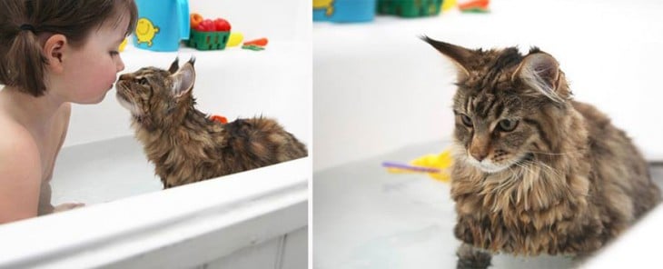 Imagen divida en dos partes de una niña con su gato en la bañera 