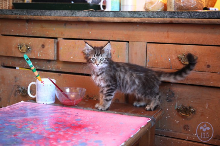 Gato sobre una mesa con pinturas 