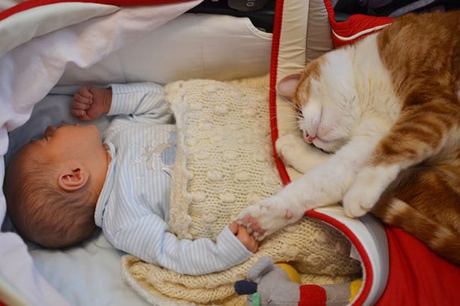 Niño con su gato dormidos en un cunero 