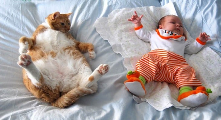 Niño y gato acostados en una cama con la misma pose 