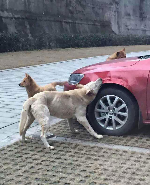 manada de perros mordiendo la defensa de un carro 