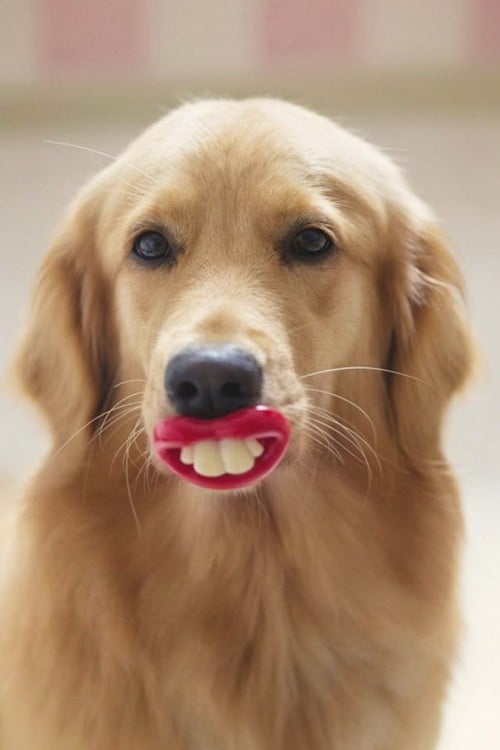 Perros con juguetes graciosos (9)