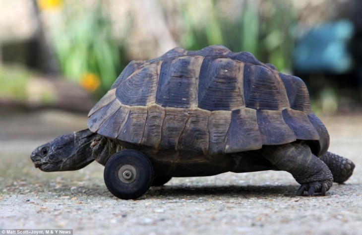 Tortuga con prótesis en las patas delanteras 