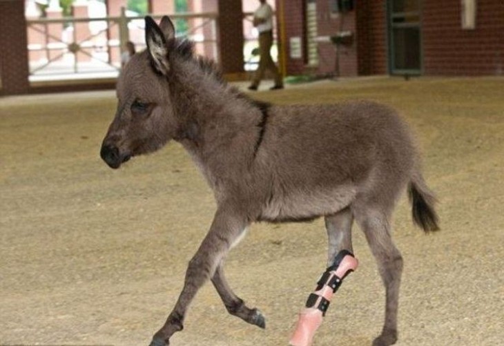 Un burro mini con prótesis en una de sus patas traseras 