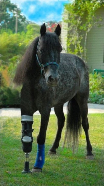 Caballo con una prótesis en la delantera derecha 