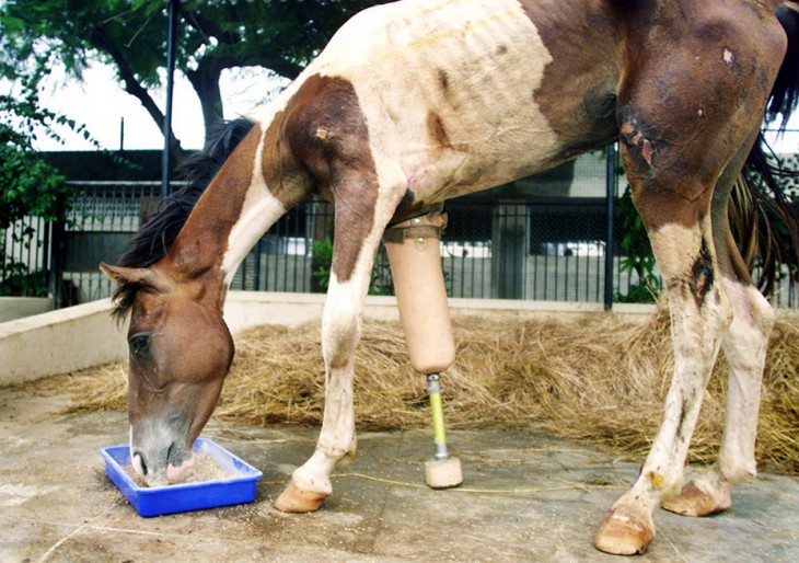 caballo parado comiendo con una prótesis en la pata delantera 