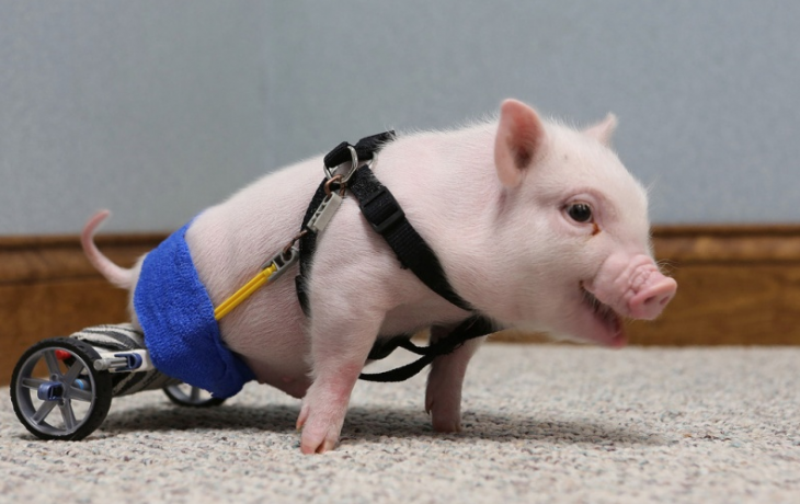 Un pequeño cerdito con una prótesis en sus patas traseras 