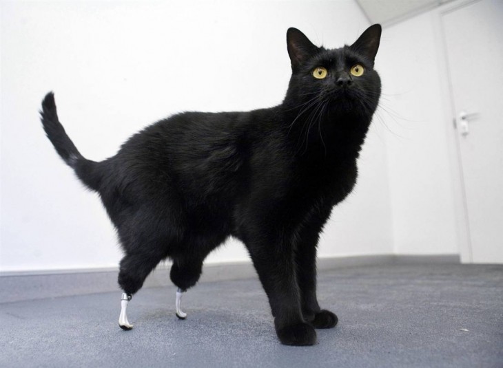 Un gato negro con dos prótesis en las patas traseras 