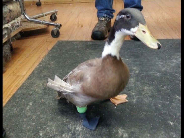 Un pato con una prótesis en su pata derecha 