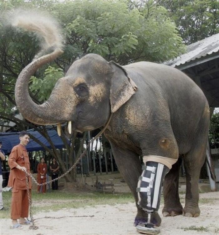 La elefante Montala de pie tirada por una cadena en su hogar 