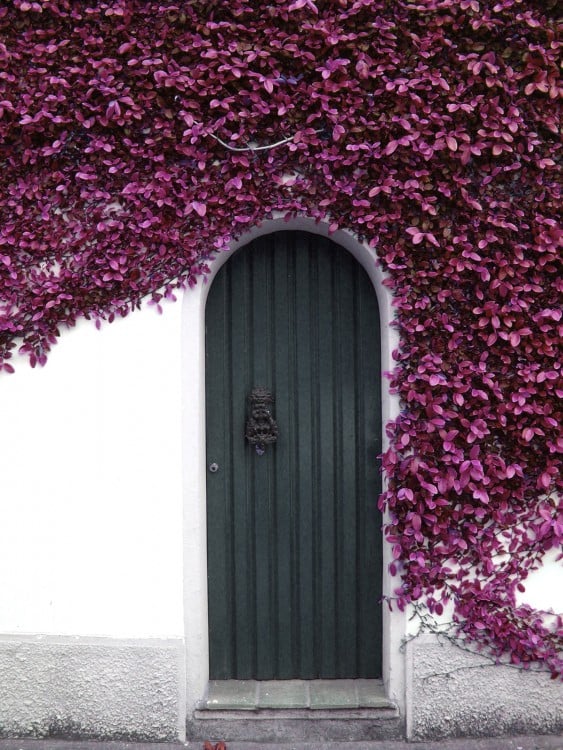 Puerta con forma de arco en su parte posterior, que tiene a su alrededor flores en color purpura  