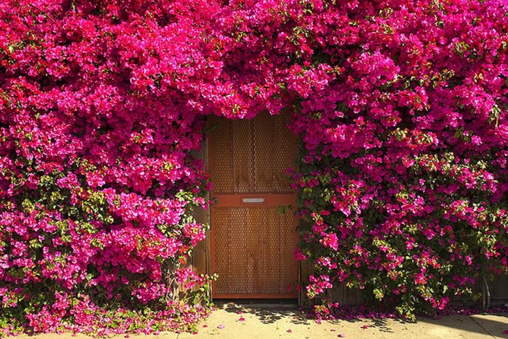 Puerta que se encuentra rodeada de flores en color rosa 