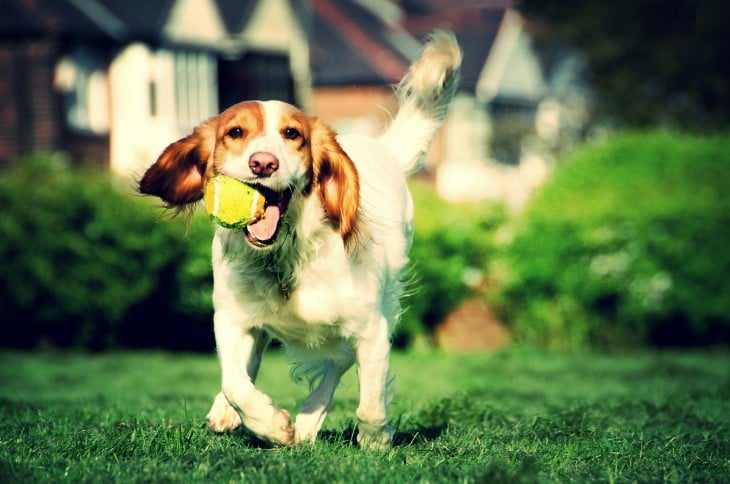 Perro corriendo con una pelota en el hocico 