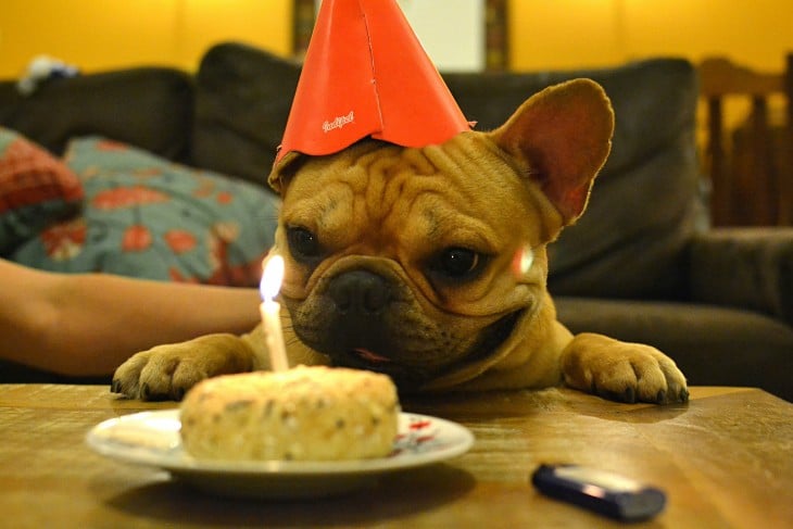 Perro celebrando un cumpleaños 