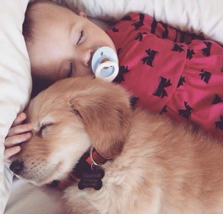 Bebé dormido con su perro Golden Retriever 