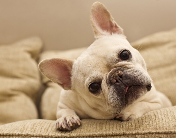 Perro bulldog francés blanco en un sillón 