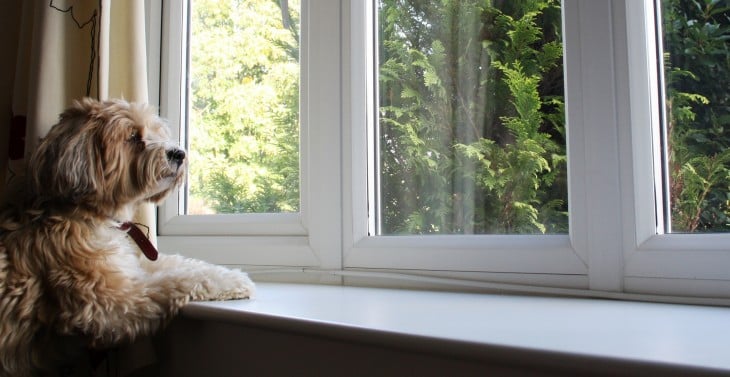 Perro observando por la ventana 