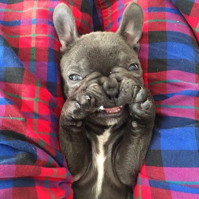 Perro Bulldog francés con cara graciosa 